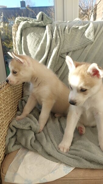 Charming Siberian husky