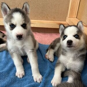 Week old Siberian Husky | PostAds PH