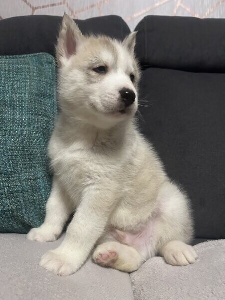 stunning Siberian Husky pups