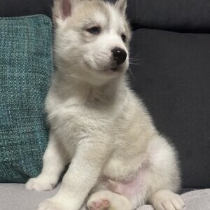 stunning Siberian Husky pups | PostAds PH