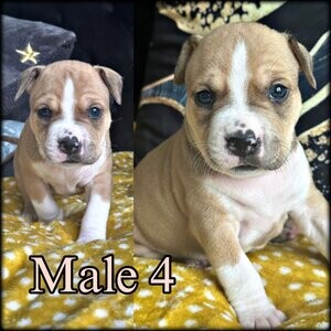 Staffordshire bull terrier puppy | PostAds PH