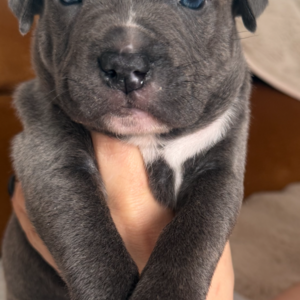 KC & tested Staffy Puppies | PostAds PH