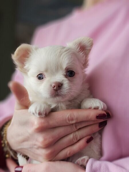 long haired chihuahua