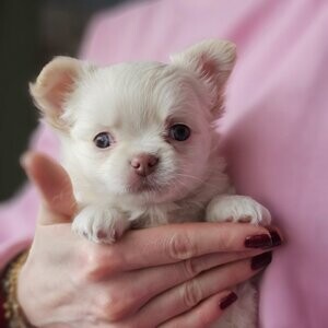 long haired chihuahua | PostAds PH