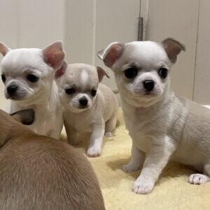 chihuahua puppies | PostAds PH