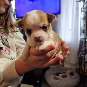 3 chihuahua pups | PostAds PH