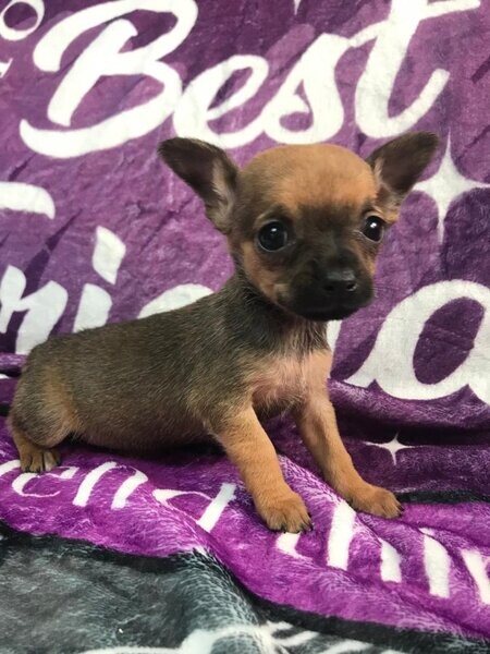 Companion Chihuahua