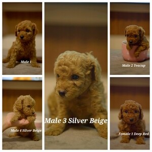 Toy Poodle For Sale Import Line | PostAds PH