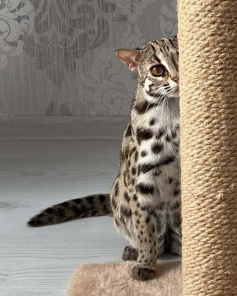 available ang ocelot kitten