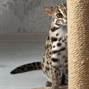 available ang ocelot kitten | PostAds PH
