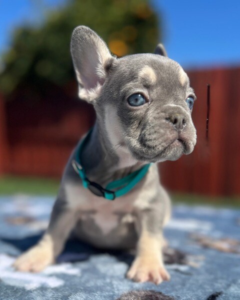 Fluffy french bulldog