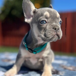 Fluffy french bulldog | PostAds PH