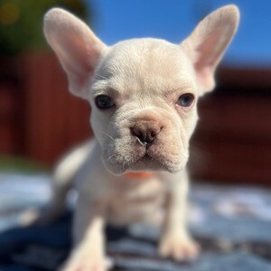 Fluffy female french | PostAds PH