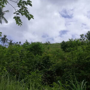 29.8 Hectares Lot in Tubod Minglanilla Cebu | PostAds PH