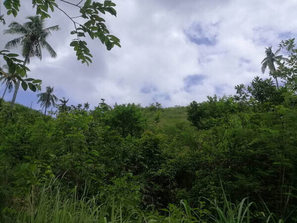 29.8 Hectares Lot in Tubod Minglanilla Cebu
