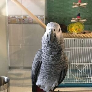 Amazing Talking African Grey Parrots For a Good Homes | PostAds PH