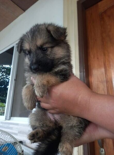 Germany shepherd puppies