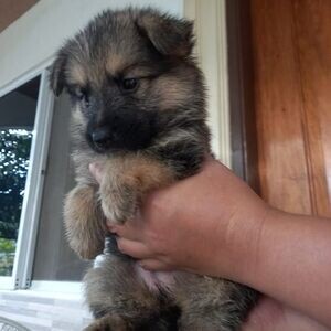 Germany shepherd puppies | PostAds PH