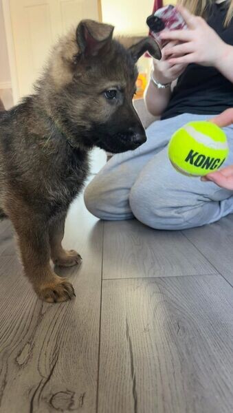 Amazing Germany shepherd puppies looking For a Good Homes 