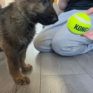 Amazing Germany shepherd puppies looking For a Good Homes | PostAds PH