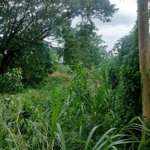 5183 SQM Residential Lot in Tunghaan Minglanilla Cebu | PostAds PH