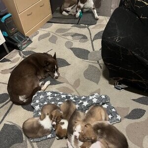 Husky Pitbull mix. | PostAds PH