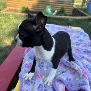 Boston Terrier Puppies | PostAds PH