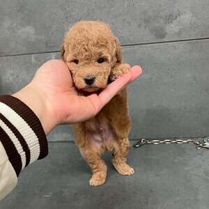 Cute teacup poodle puppies available | PostAds PH