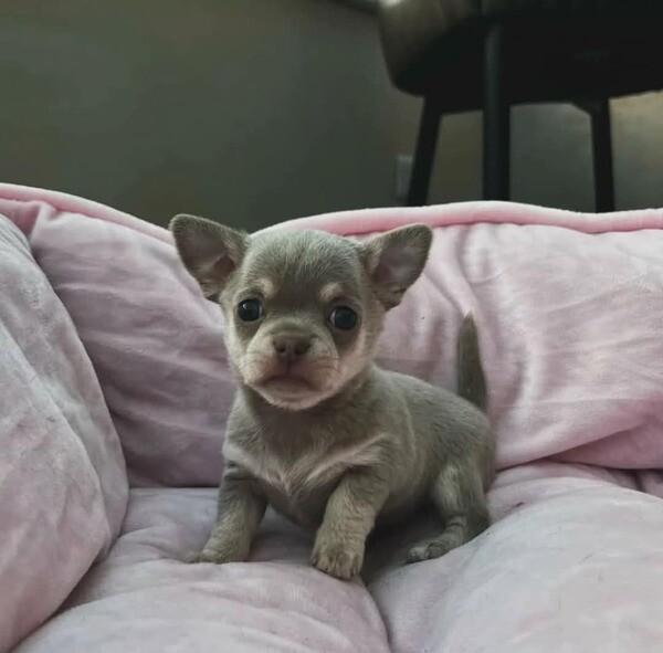 Cute little Chihuahuas puppies available