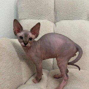 Sphynx kittens available | PostAds PH