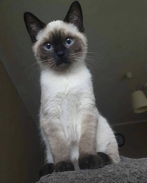 Siamese kittens available 