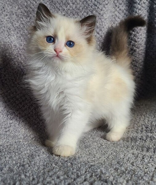 Ragdoll kittens available
