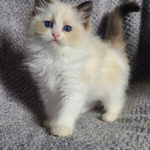 Ragdoll kittens available | PostAds PH