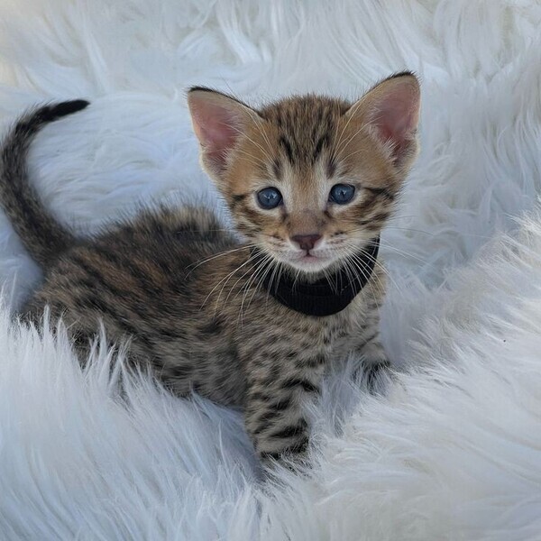 Savannah kittens available 