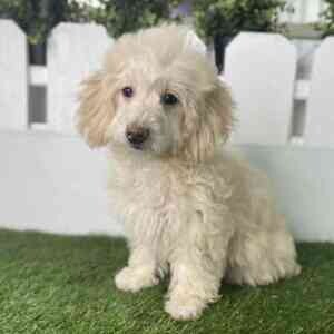 Goldendoodles | PostAds PH