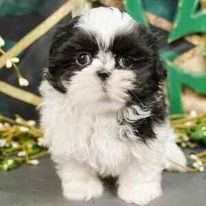 shih tzu puppy | PostAds PH