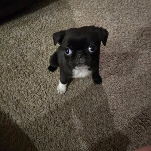 pug puppie | PostAds PH