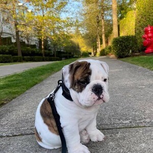 Adorable English Bulldog puppy available | PostAds PH