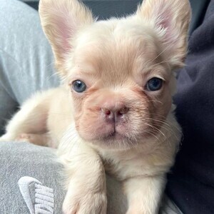 Cute male English Bulldog puppy available | PostAds PH