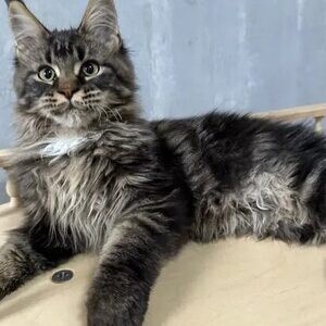 MaineCoon Cats | PostAds PH