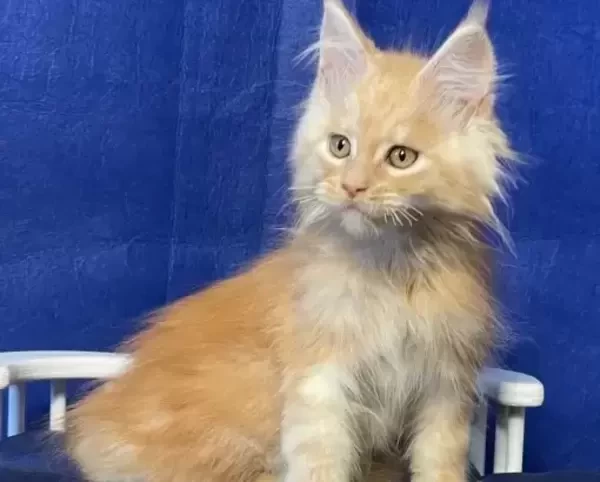 Maine Coon kittens