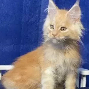 Maine Coon kittens | PostAds PH