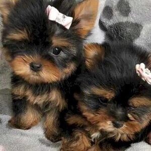 Tea Cup Yorkie Puppies | PostAds PH