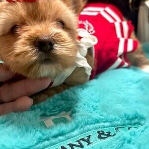 Mini Yorkie Puppies | PostAds PH