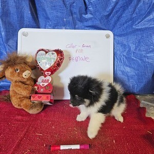 lovely pomeranian puppy | PostAds PH