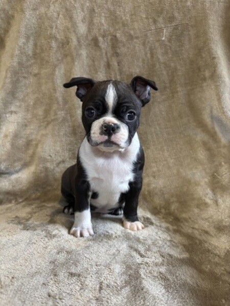 smart Boston Terrier Puppies