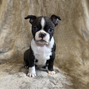 smart Boston Terrier Puppies | PostAds PH
