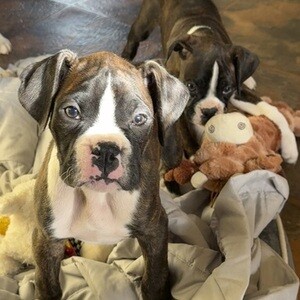 adorable Boxer puppy | PostAds PH