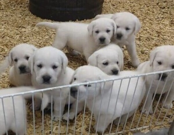 beautiful labradoor puppies