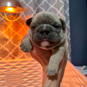 BEAUTIFULL FRENCH BULLDOG | PostAds PH